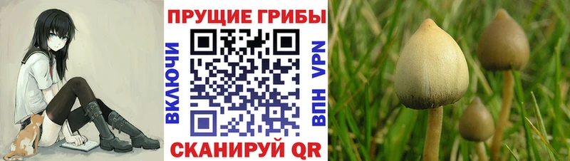 Галлюциногенные грибы Psilocybe  Лахденпохья 